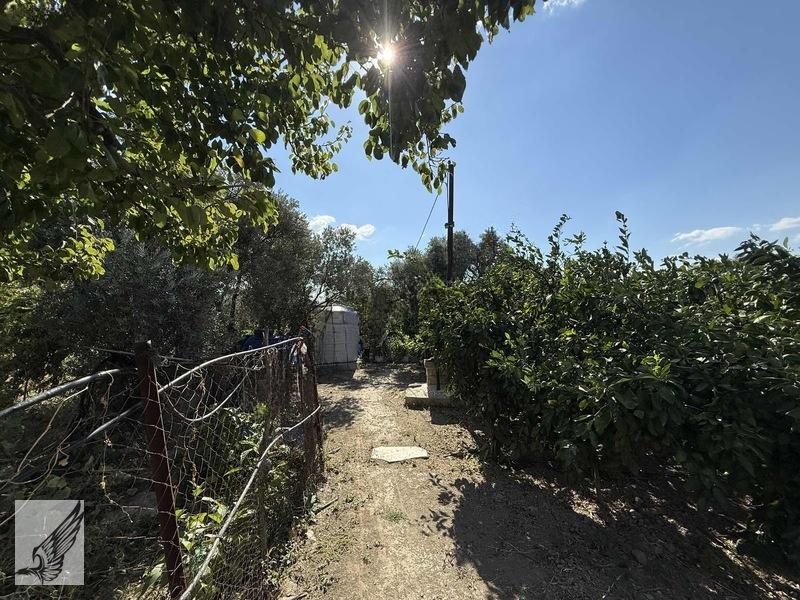 Seferihisar Ulamış'ta 2.332m² İçerisinde Ruhsatlı Müstakil Ev - 11