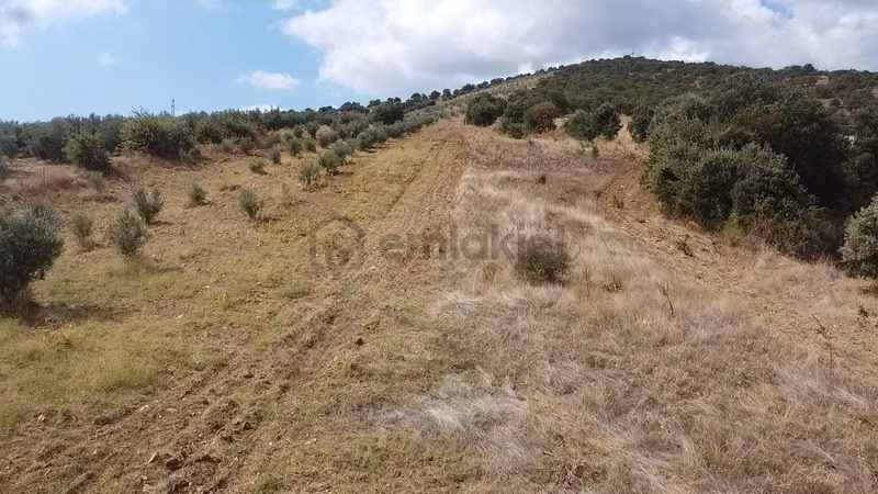 Derbent Mahallesinde Satılık 5.855 M2 Zeytinli Tarla - 14