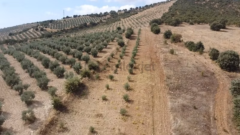 Derbent Mahallesinde Satılık 5.855 M2 Zeytinli Tarla - 12
