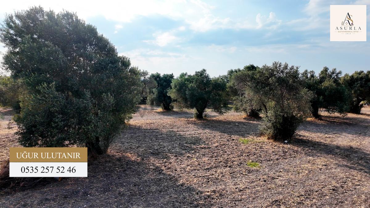 Satılık Urla İçmelerde 5.155 M² Tek Parsel Tarla - 12