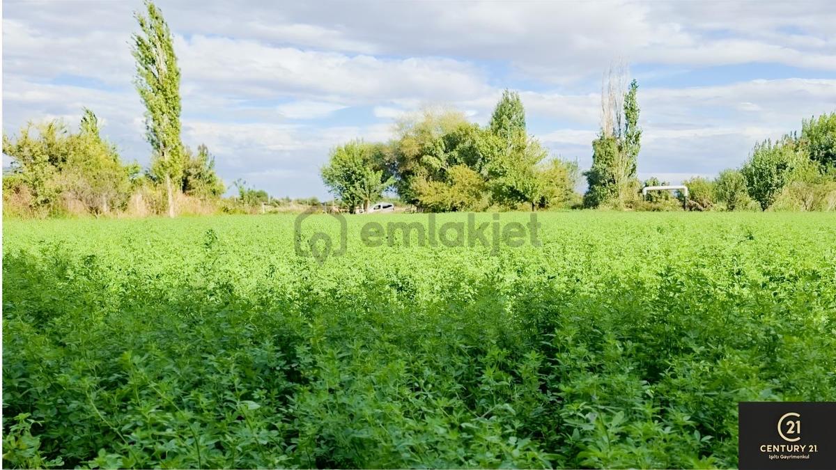 Aydın Pınarderede 3170 M² Tarla - 8