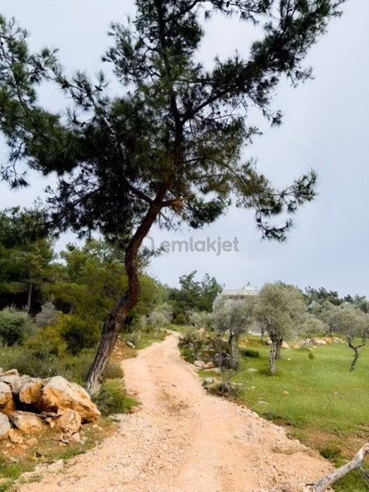 Acil Satılık Torbalı Dirmil Tek Tapu 3266 M2 - 8