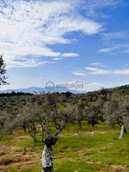 Acil Satılık Torbalı Dirmil Tek Tapu 3266 M2 - 11