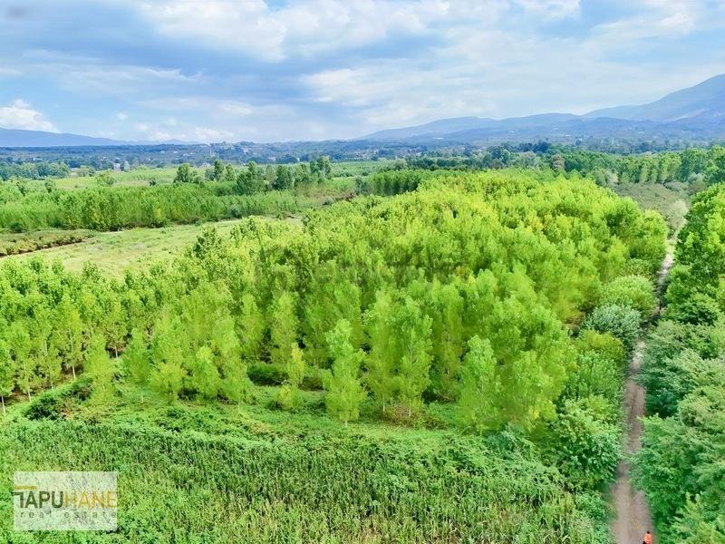 Tapuhane'den Çamlıcada Satılık 13.460m2 Kavaklık - 5
