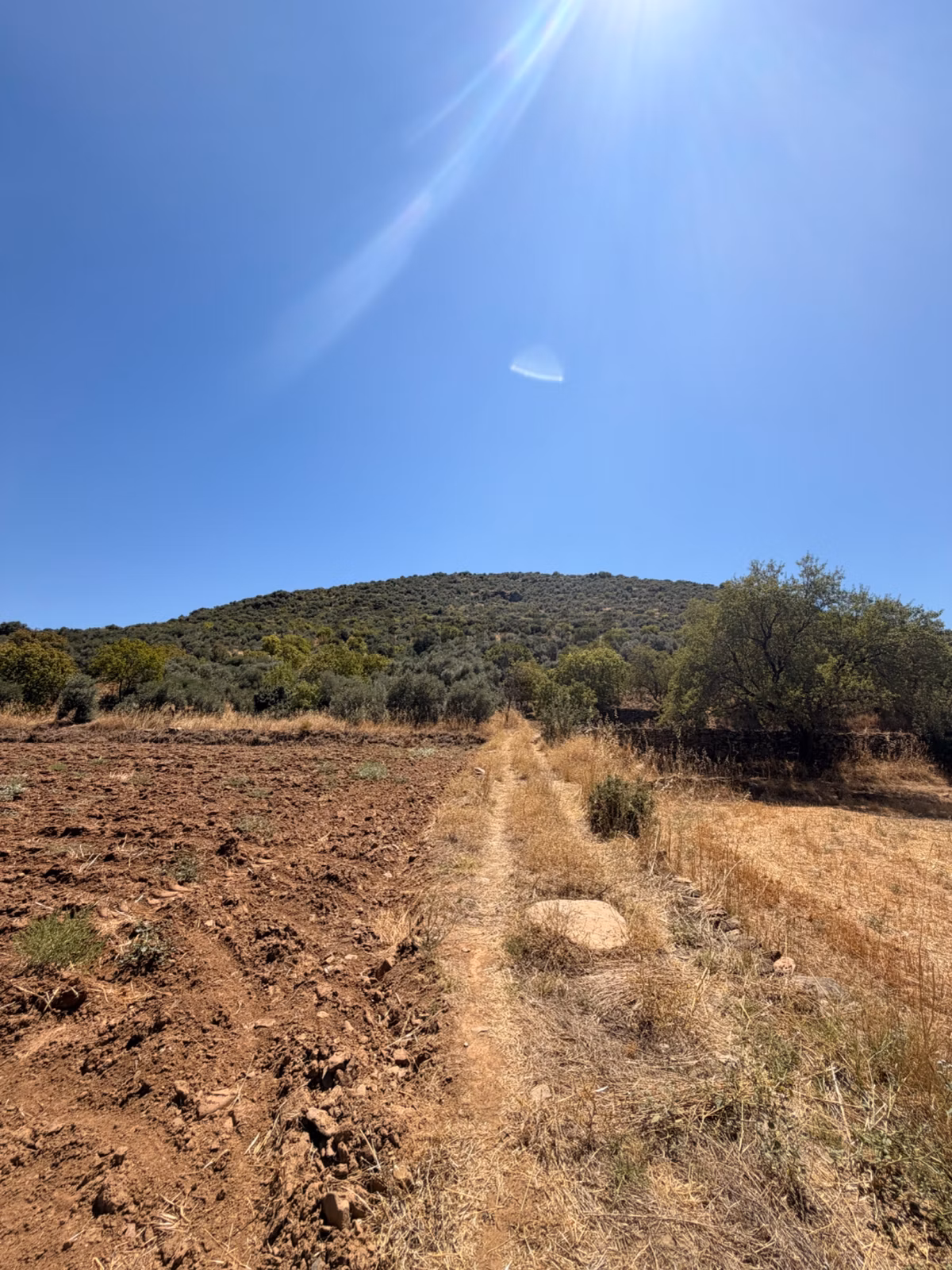 Satılık Zeytinlik – Beyerli / Nazilli - 7