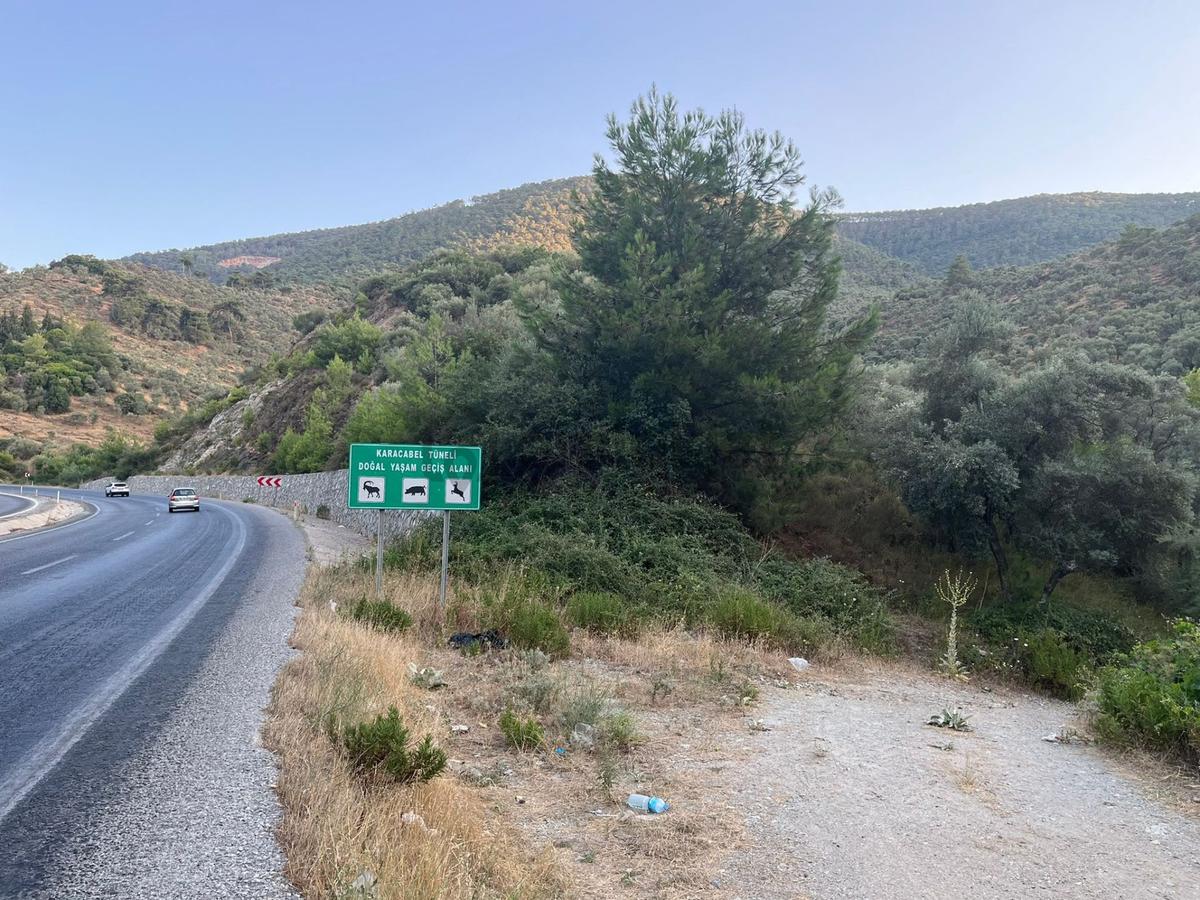 Muğla Milasta Acil Satılık Zeytinlik - 6