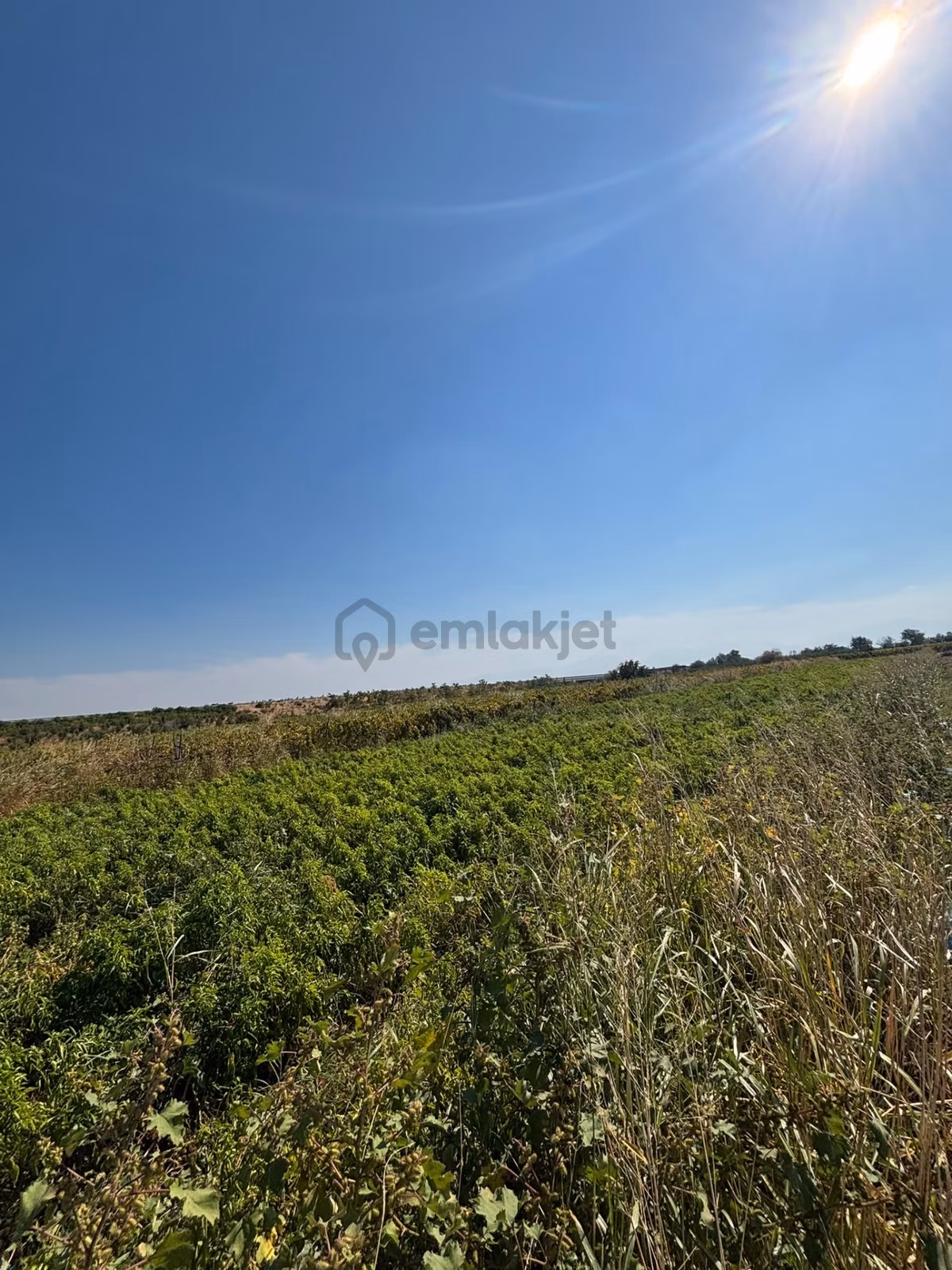 Turgutlu Sinirli 3250 M2 Hiseli Tarla - 2