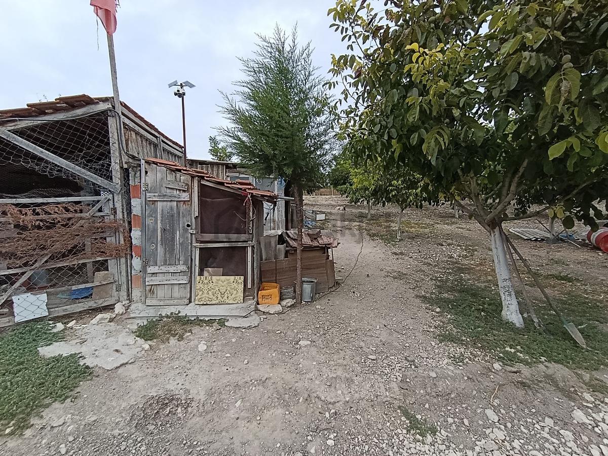 Balıkesir Bigadiç Çağışta Chandler Ceviz Bahçesi - 10