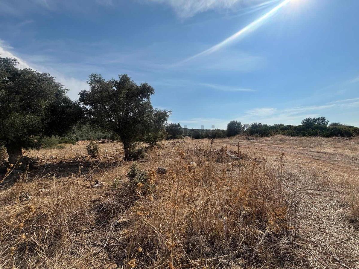 5.000 M2 Satılık Zeytinlik - 8