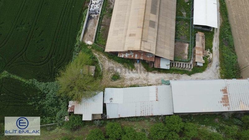 Aydın Muğla Yoluna Cepheli 150 Başlık Ruhsatlı Çiflik - 4
