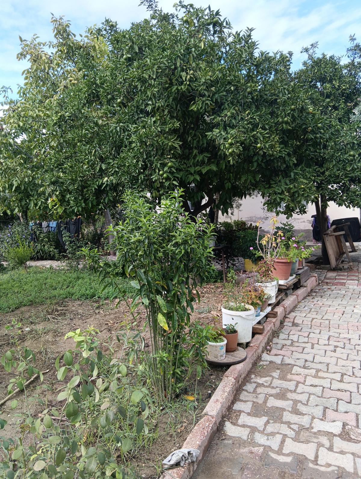 Sahibinden 624 M2 Arsa İçinde 140 M2 Müstakil Ev - 2