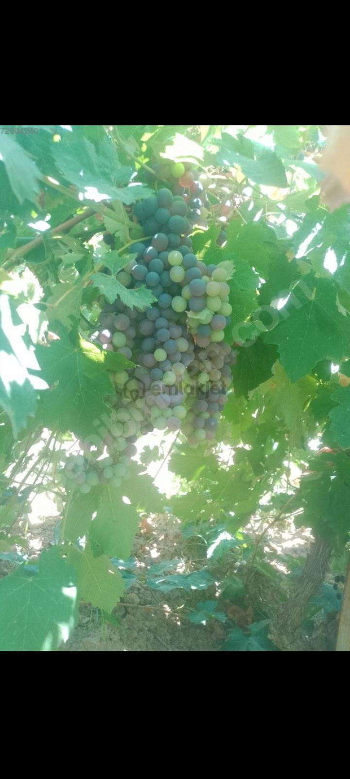 Sahibinden ..üzüm Bağı.. - 5