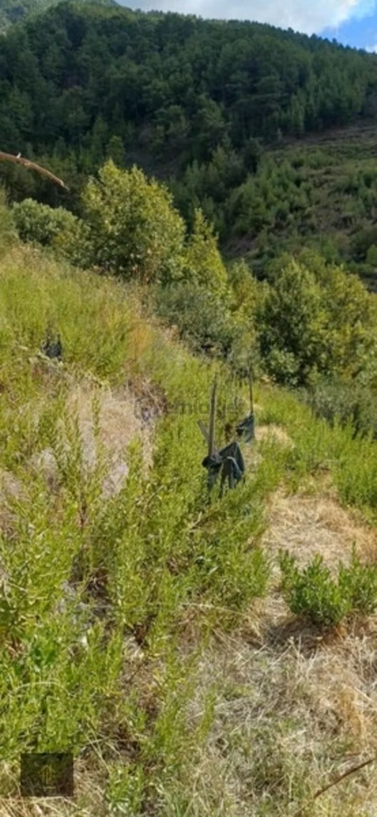 Sugözü Mh. 800 M2 Tarla - 6