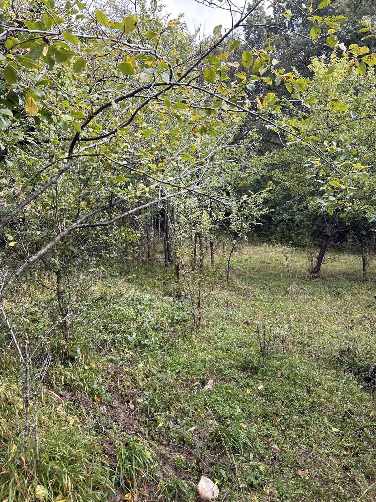 Cidede Satılık Çivtlik 4,800m2 - 7