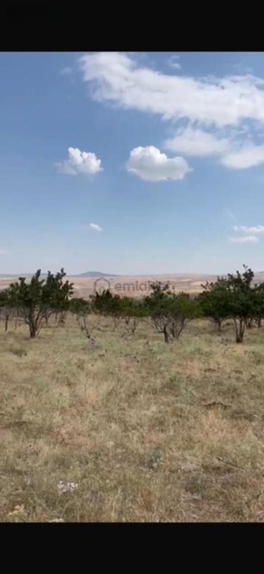 Çayırbağı Satılık 43000m2 Kiraz Bahçesi - 7