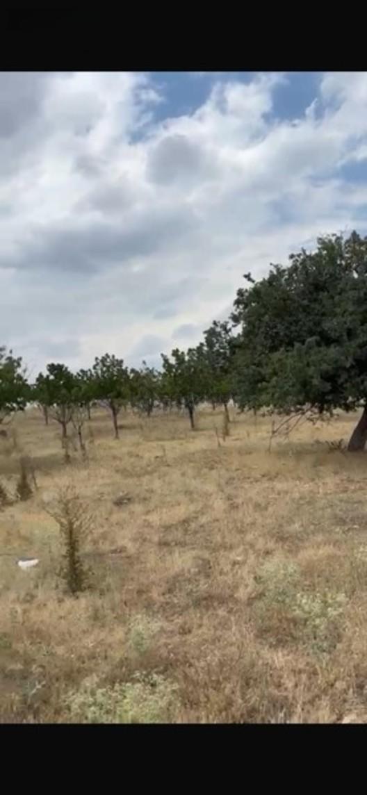 Çayırbağı Satılık 43000m2 Kiraz Bahçesi - 3