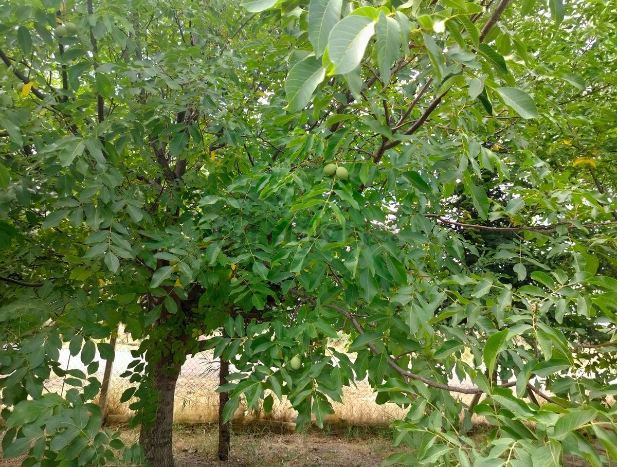 Kahramankazan Günbaşı Satılık Tarla - 34