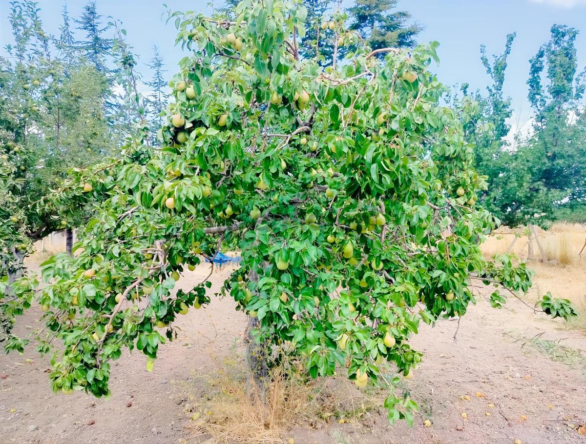 Kahramankazan Günbaşı Satılık Tarla - 30