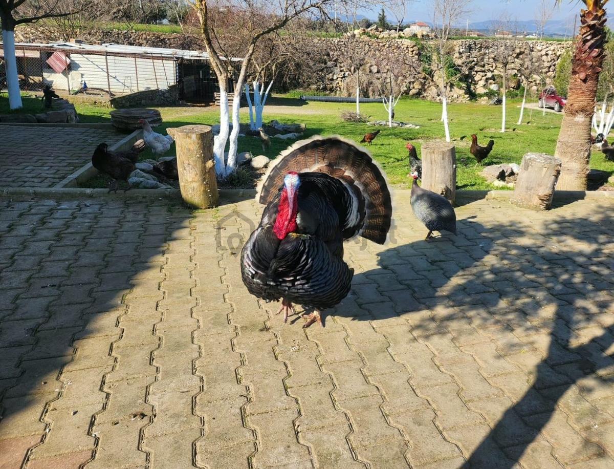 Doğanın Kalbindeki Cennet Tek Tapu Havuzlu Muhteşem Çiftlik - 6