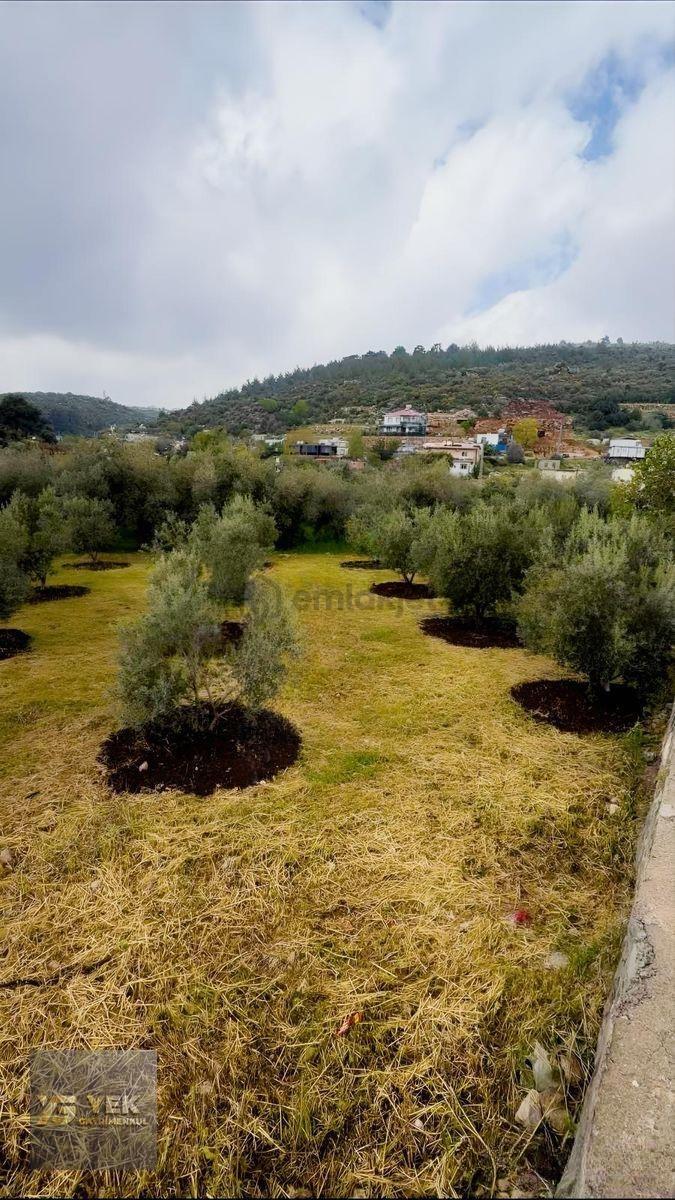 Esenpınar Aglıcada Satılık Zeytin Bahcesi Acill - 7