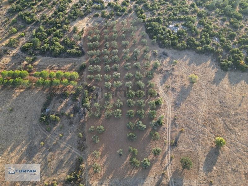 Bergama Zeytindağda Satılık 3.750 M2 Tarla - 8