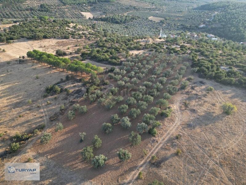 Bergama Zeytindağda Satılık 3.750 M2 Tarla - 12