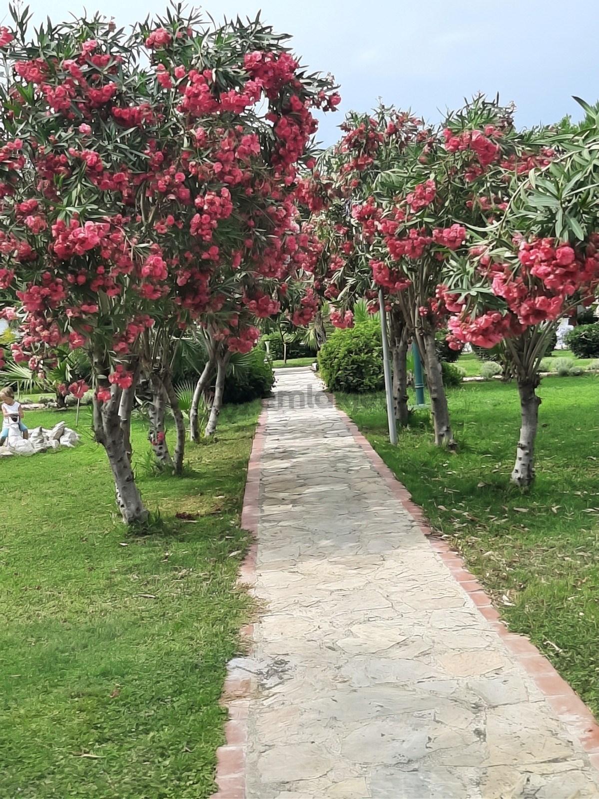 Datça Billurkent Tatil Köyünde İkinci Dönem Satılık Devre - 6