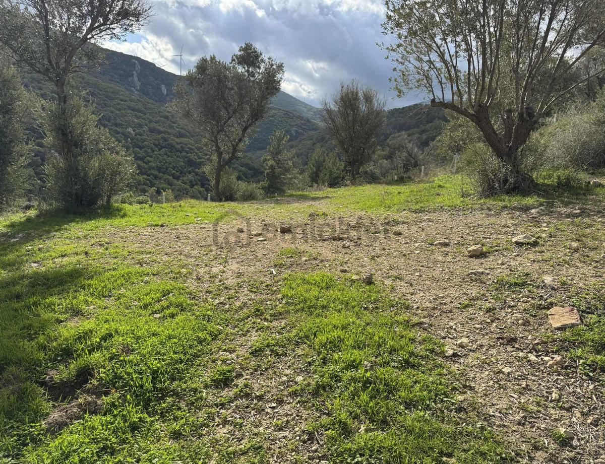 Eğlenhoca Köyünde 4.5 Dönüm Zeytinlik - 9