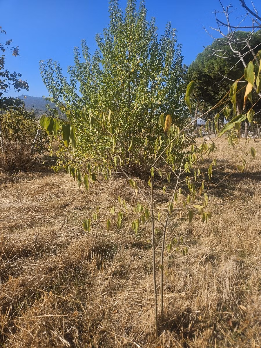 Bağyurdunda Tek Tapulu Satılık Tarla - 30
