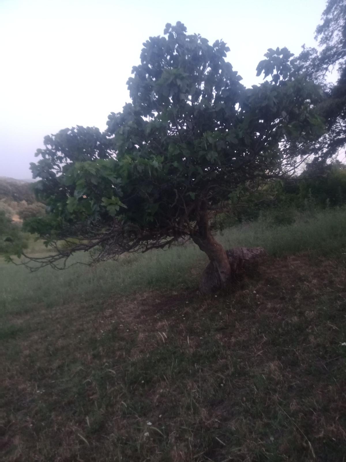 Sahibinden Arsa Bağ Bahçe İmarlı - 6