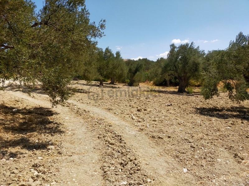 Şakranda Satılık Zeytinlik - 6