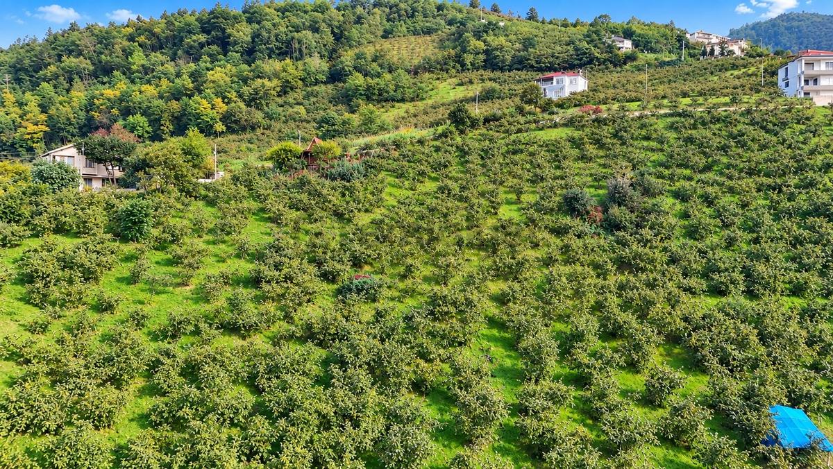 Akçaabat Derecik Çevreli'de Satılık Arazi - 11