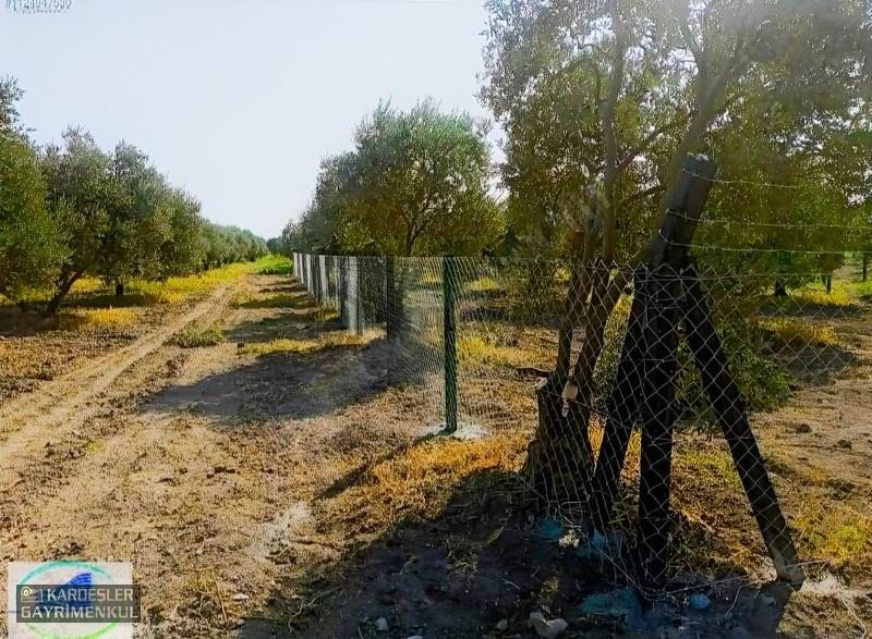 Dayıoğlunda Satılık Son Bahçe - 15