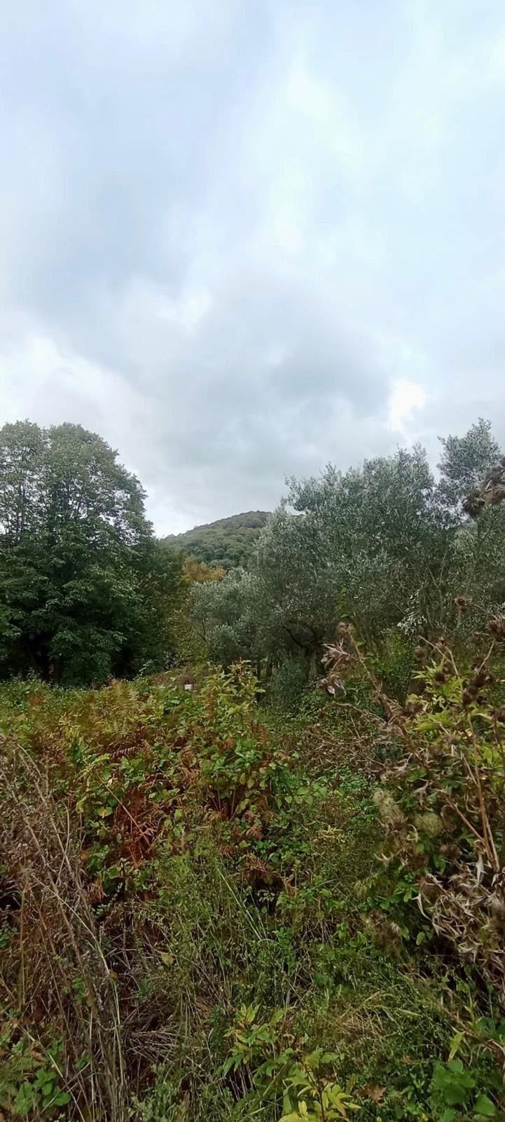 Erdek Ballipinarda 717 M Satılık Zeytinlik - 5