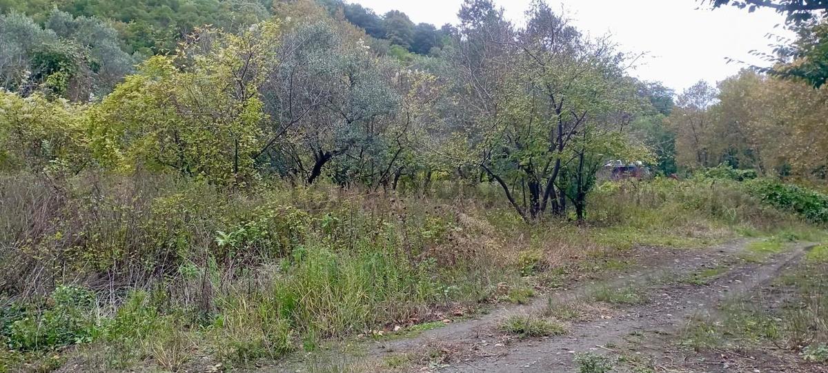 Erdek Ballipinarda 717 M Satılık Zeytinlik - 4