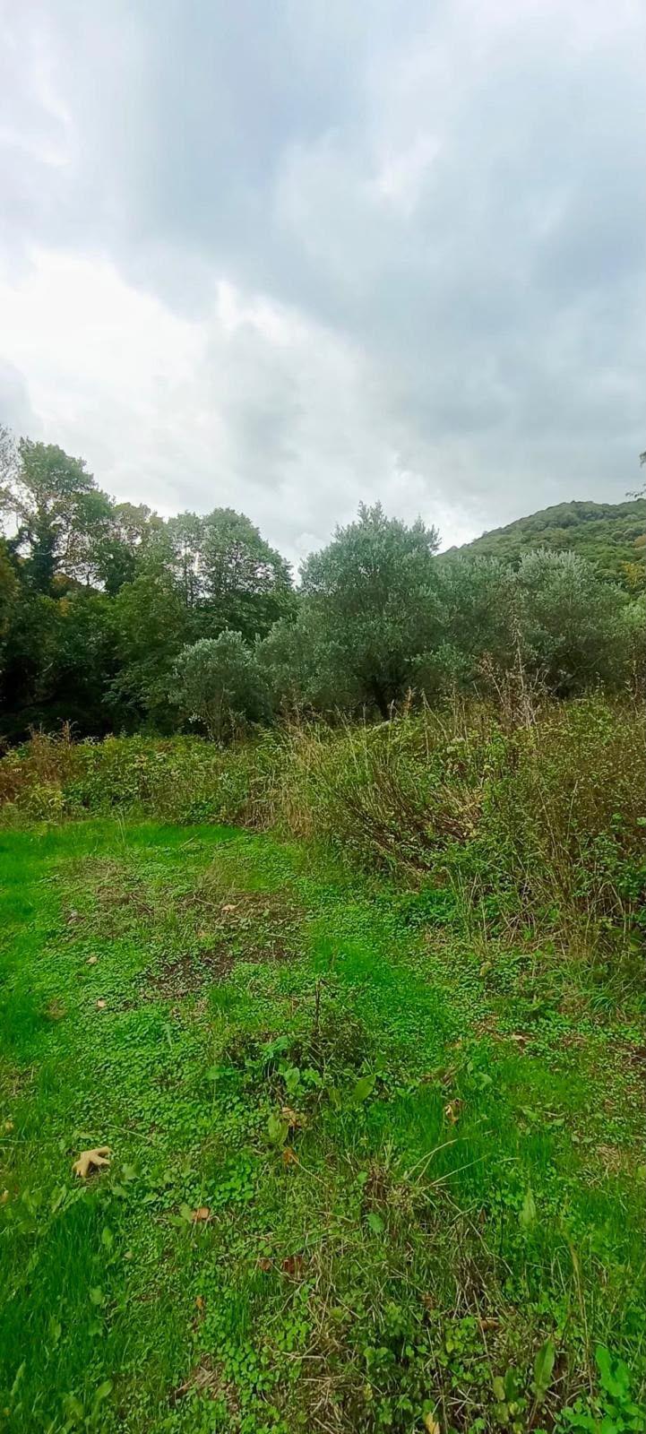 Erdek Ballipinarda 717 M Satılık Zeytinlik - 10