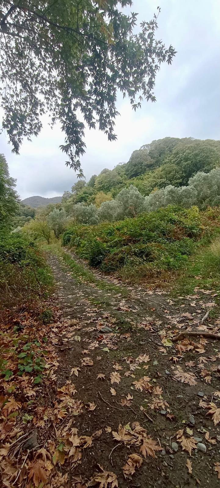 Erdek Ballipinarda 717 M Satılık Zeytinlik - 11