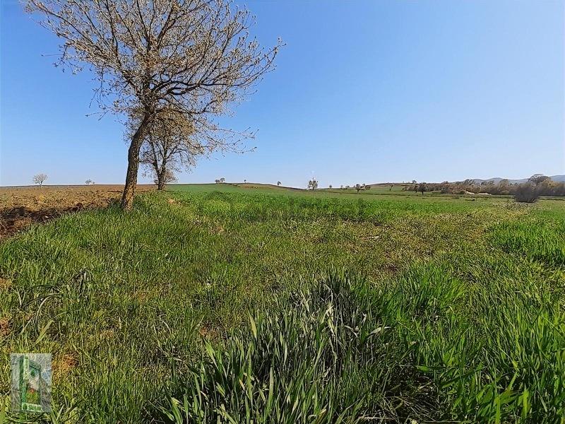 Şahlan Emlaktan 17500m2 Sulamada Satılık Arazi - 9