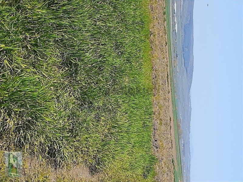 Şahlan Emlaktan 17500m2 Sulamada Satılık Arazi - 5