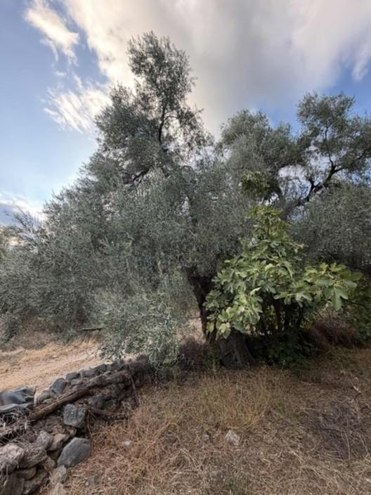 Sultanhisar Atça Yağdere Mahallesinde Satılık 366 M2 İmarlı Arsa - 8