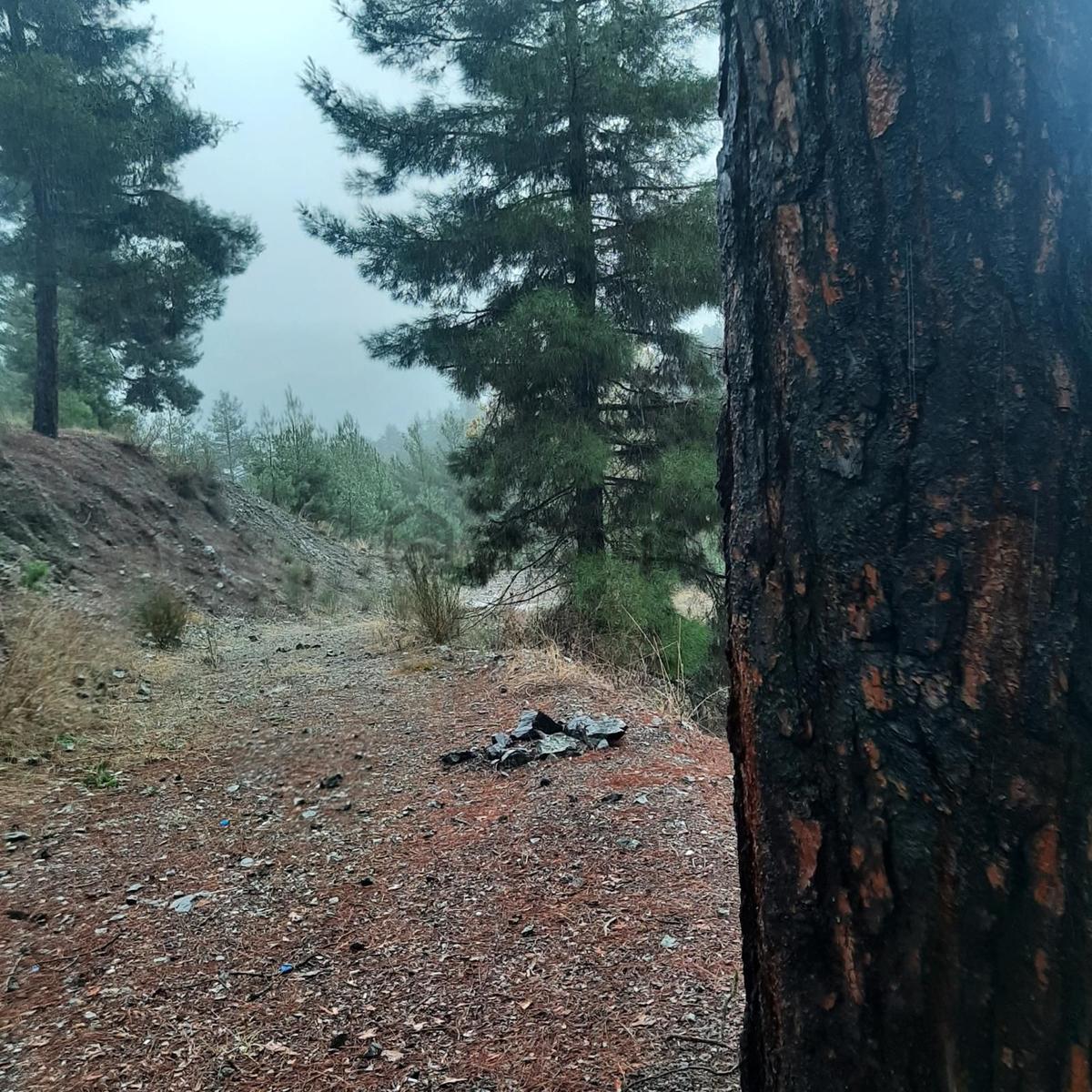 Güzel Yaylada: 2,421m Tarla İçerisinde Meyve Ağaçları Var - 5