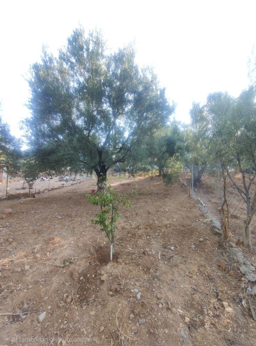 Kemalpaşa Damlacık'ta Yapı Kullanımlı 1+1 Ev 500 M2 Hisseli - 25