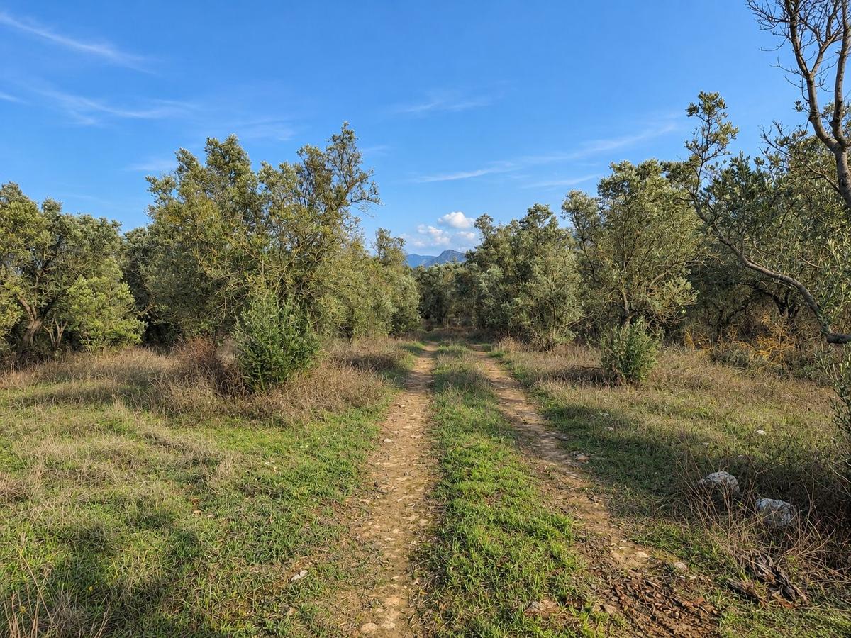 Geyve Osmaneli Sınırı 2390 M2 Bağ Nitelik Panoramik Manzaralı - 6