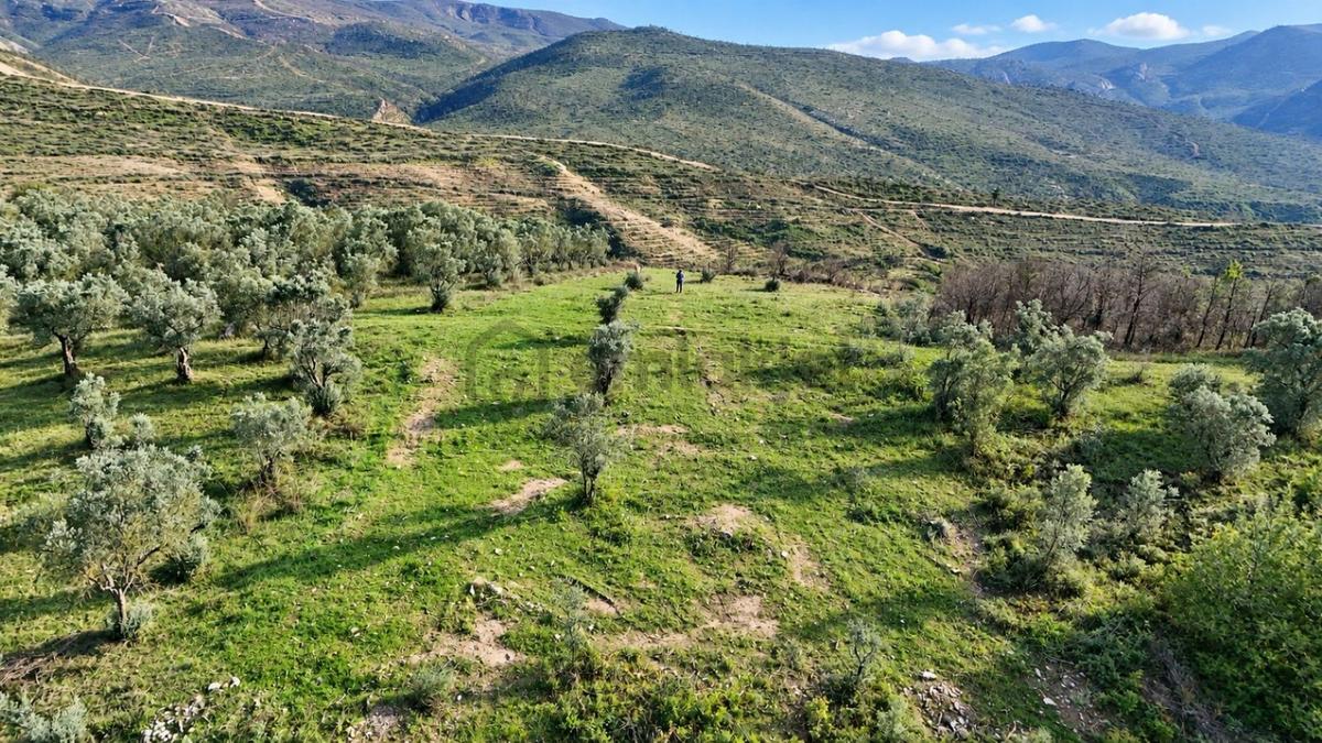 Geyve Osmaneli Sınırı 2390 M2 Bağ Nitelik Panoramik Manzaralı - 25