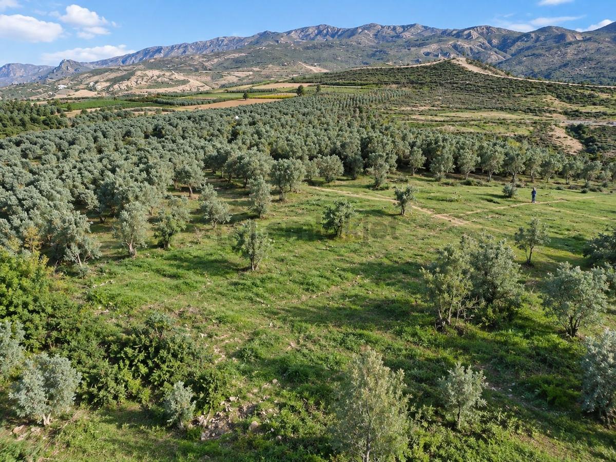 Geyve Osmaneli Sınırı 2390 M2 Bağ Nitelik Panoramik Manzaralı - 26
