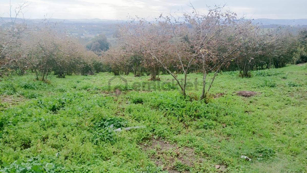 Sakarya / Ferizli / Teberik Mahallesi Satılık Fındık Bahçesi - 19