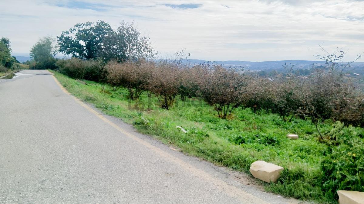 Sakarya / Ferizli / Teberik Mahallesi Satılık Fındık Bahçesi - 8