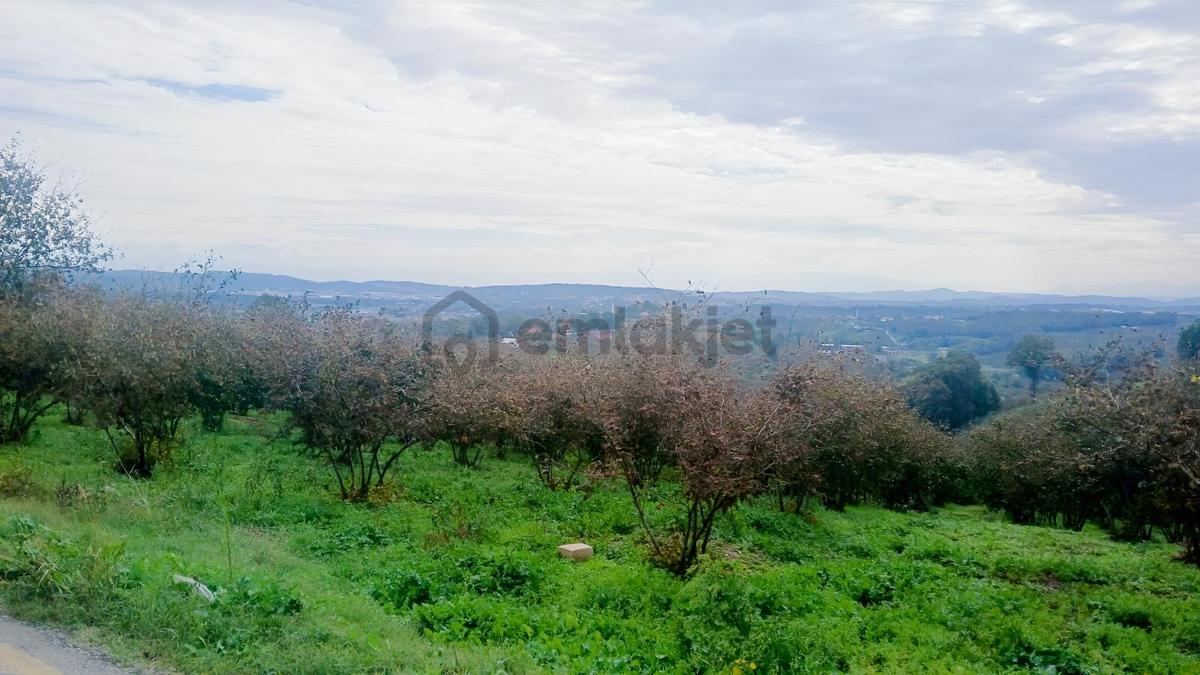 Sakarya / Ferizli / Teberik Mahallesi Satılık Fındık Bahçesi - 13
