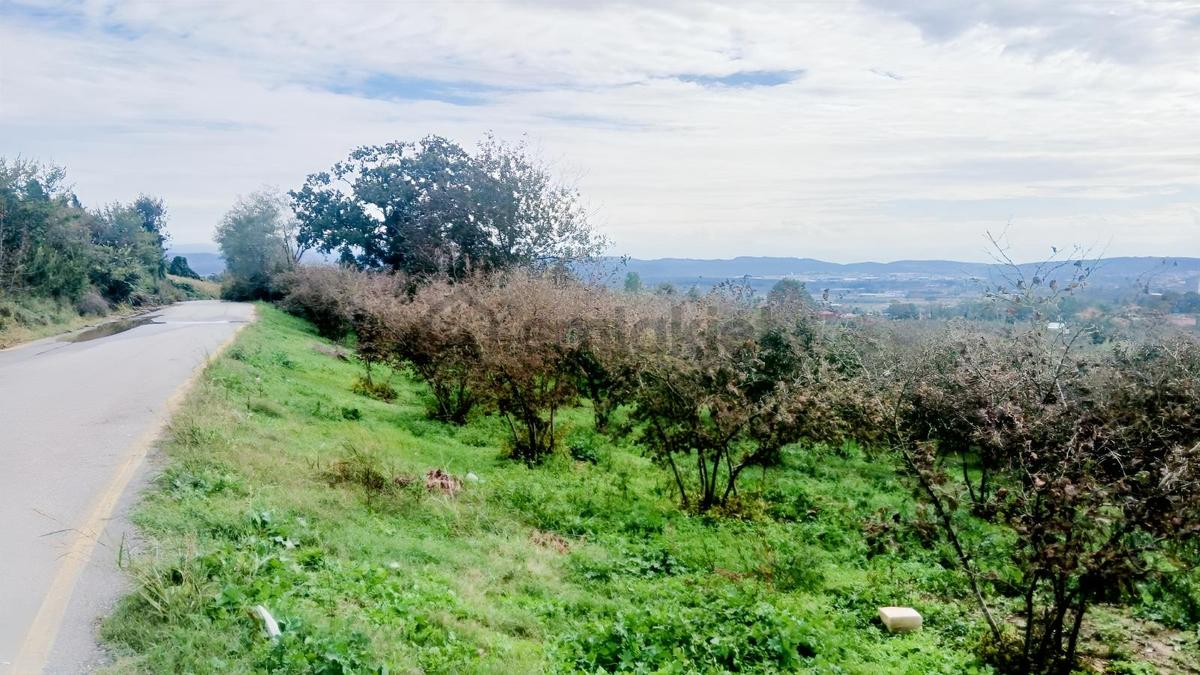 Sakarya / Ferizli / Teberik Mahallesi Satılık Fındık Bahçesi - 16