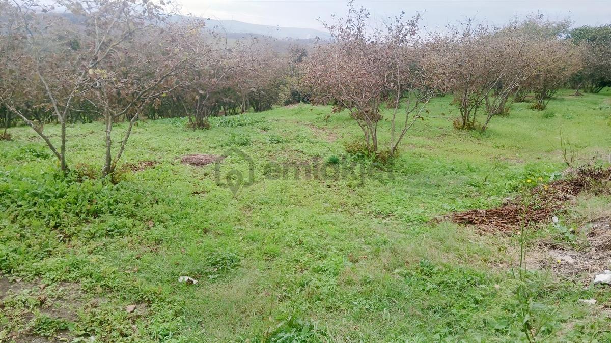 Sakarya / Ferizli / Teberik Mahallesi Satılık Fındık Bahçesi - 20